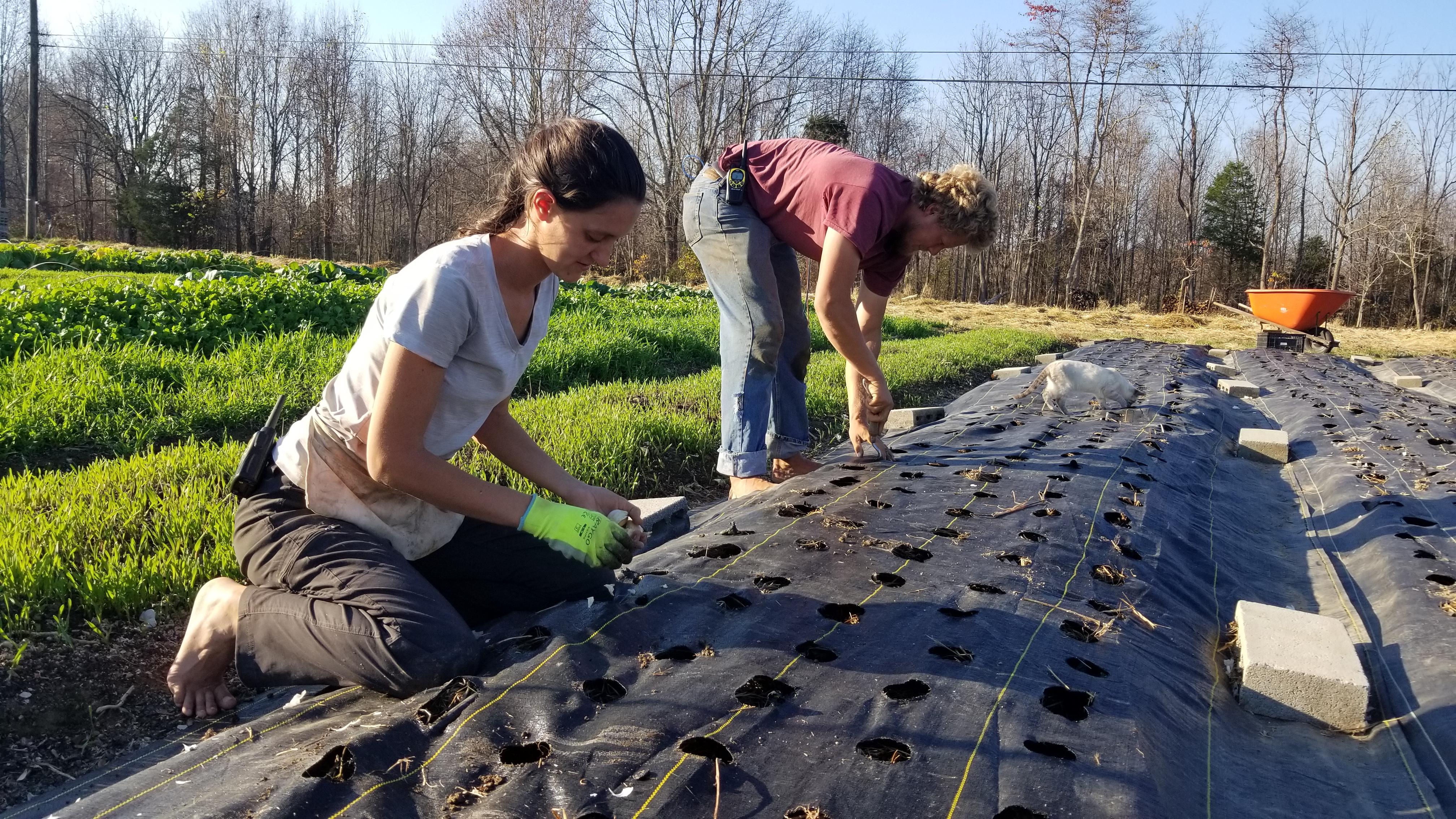 planting