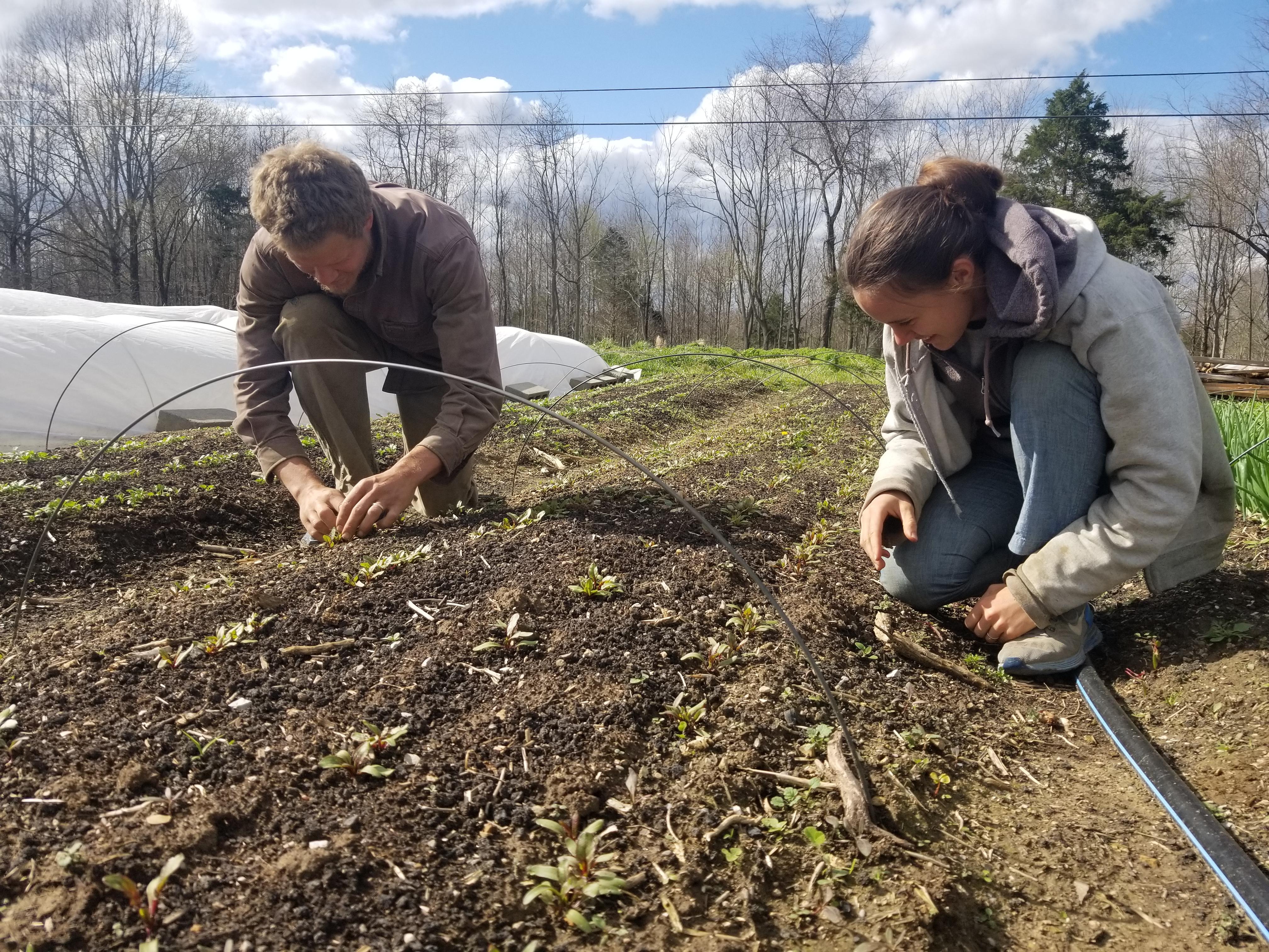 planting