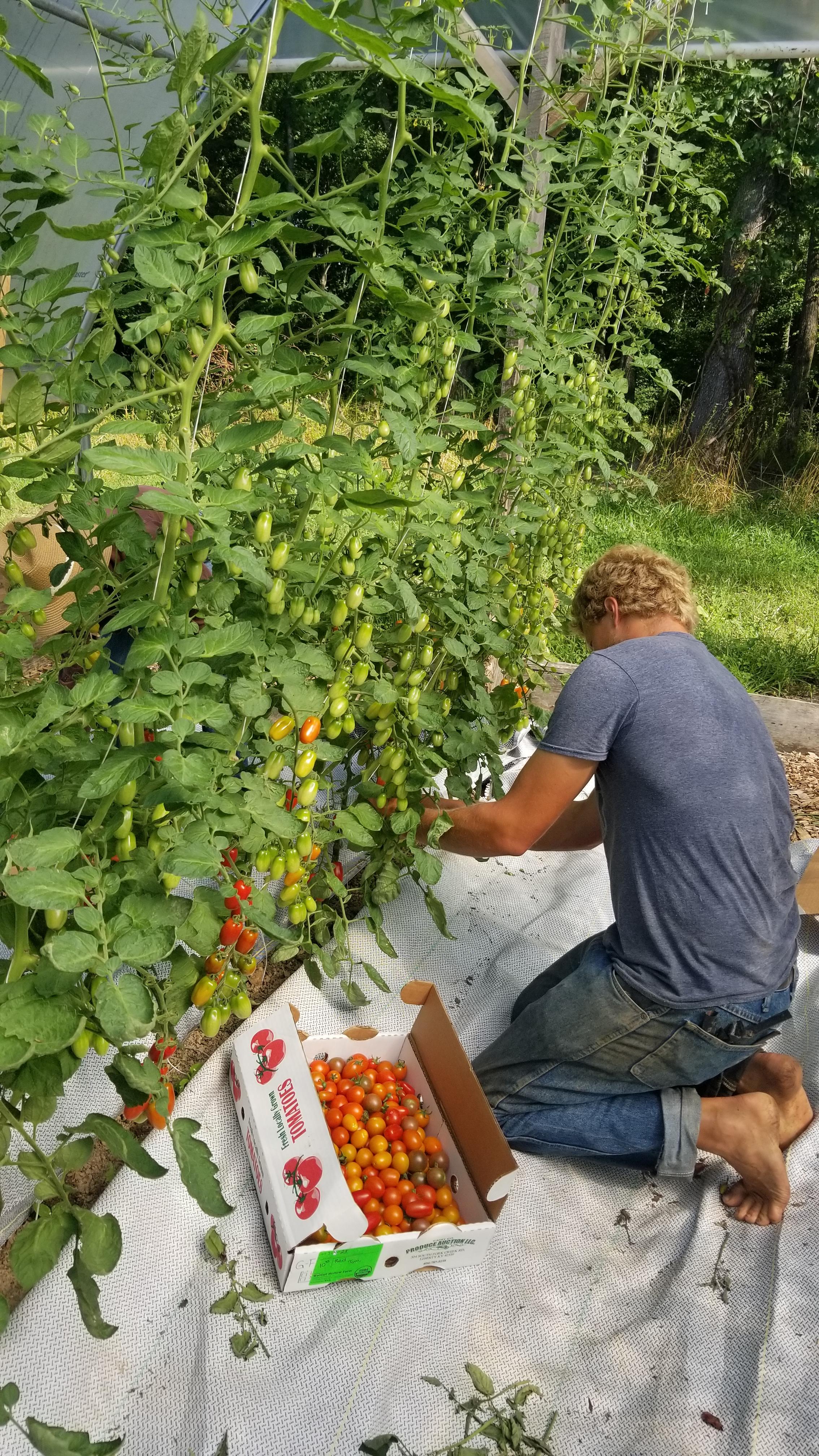 tomatoes